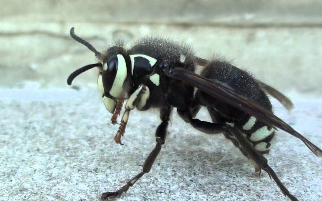 Service Story #10: Your Not So Friendly Neighborhood Bald Faced Hornets